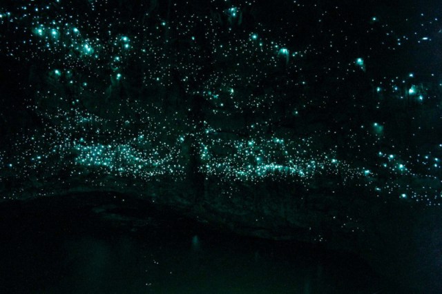 glowworms.jpg